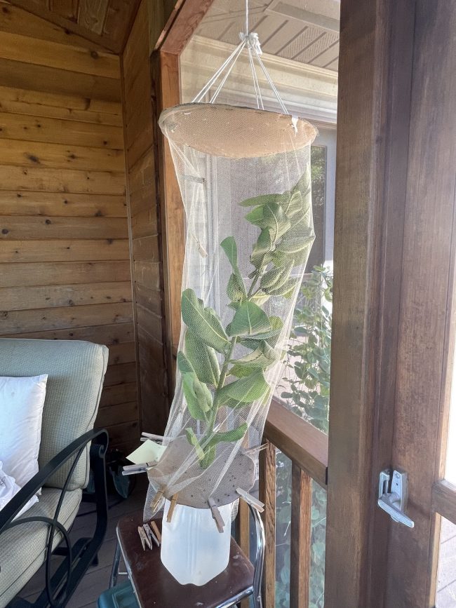 Long vertical net cage with tall milkweed inside.