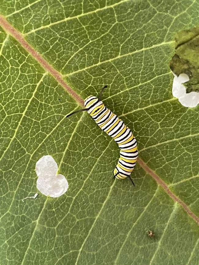 Striped caterpillar on a leaf with holes eaten out of it.