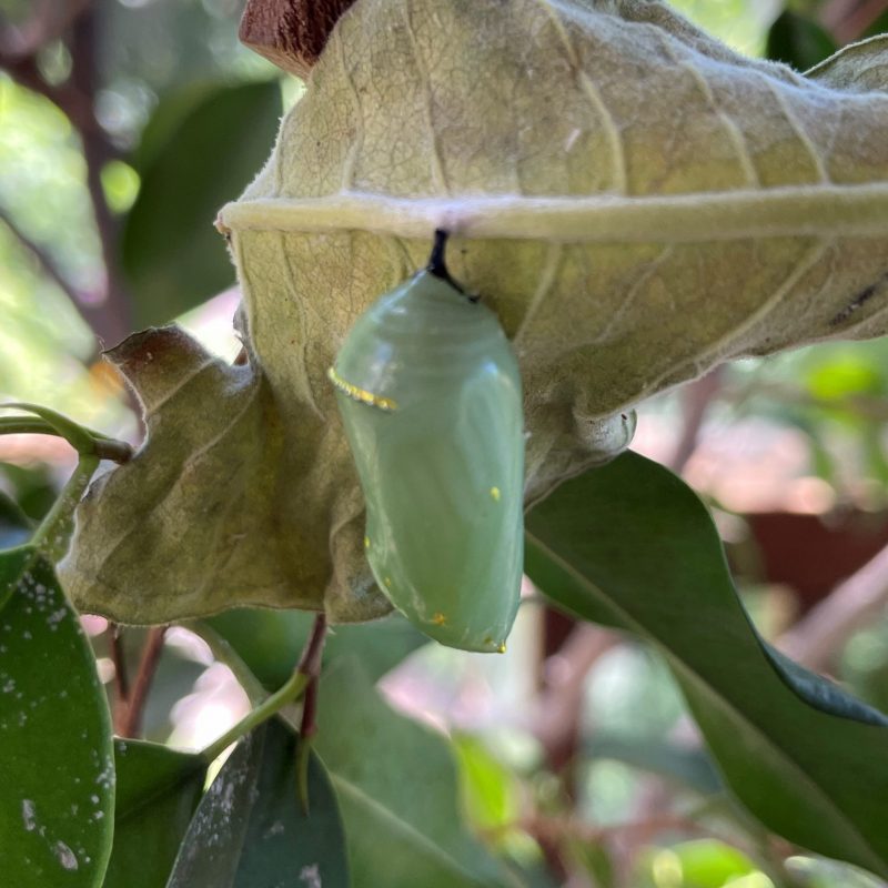 Green conical chrysalis stuck to a dried leaf.