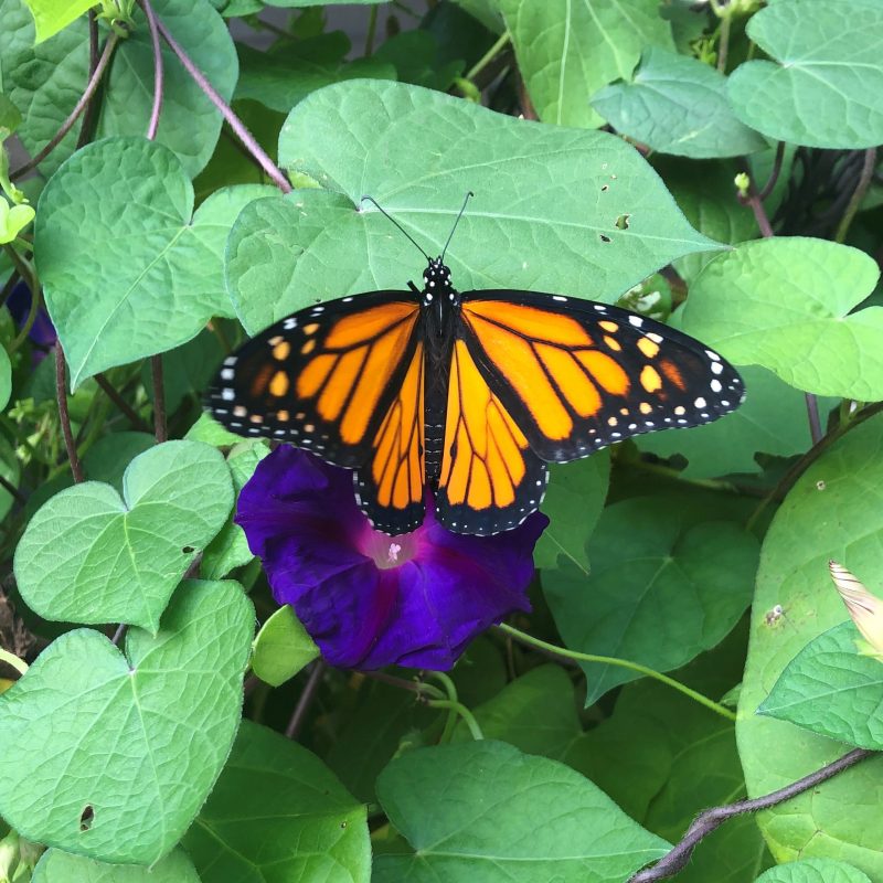 Orange and black butterfly with wings open, resting on purple flower.