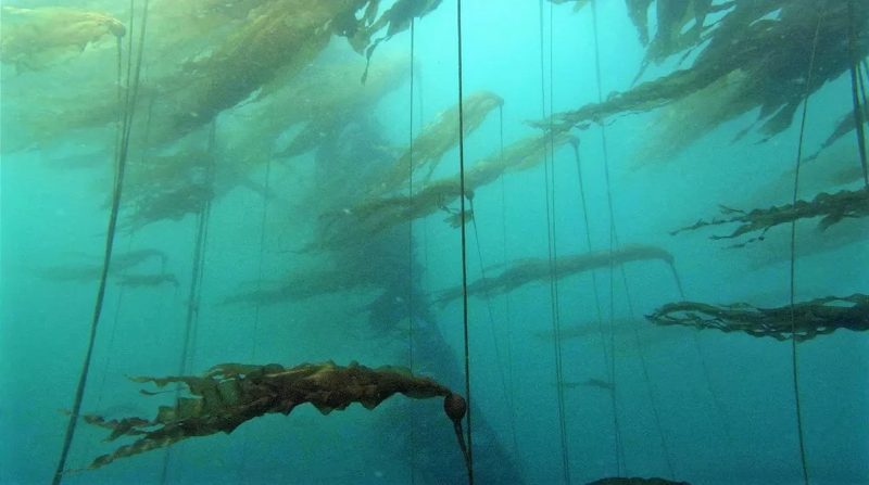 Underwater view of floating pennants of seaweed.