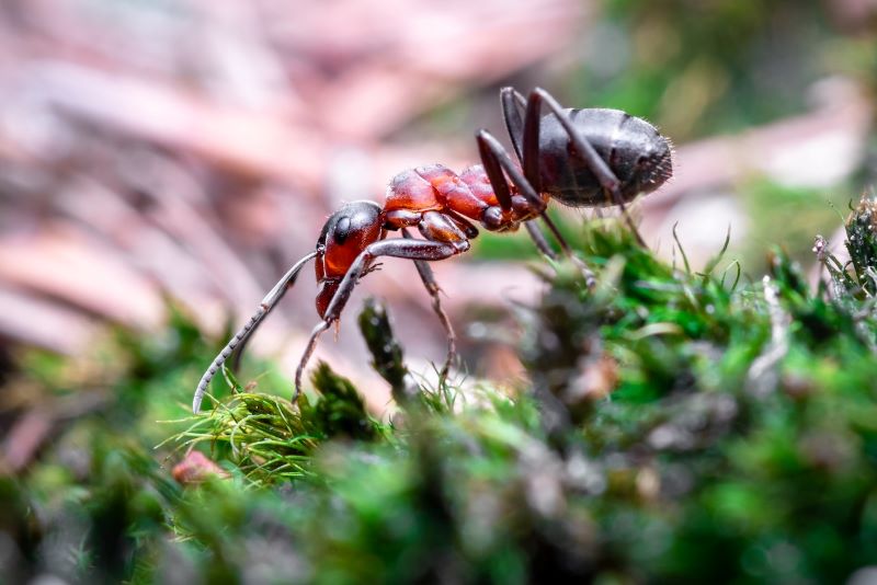 Giant ant hill excavation: Close-up of an ant with antennae down, walking on greenery.
