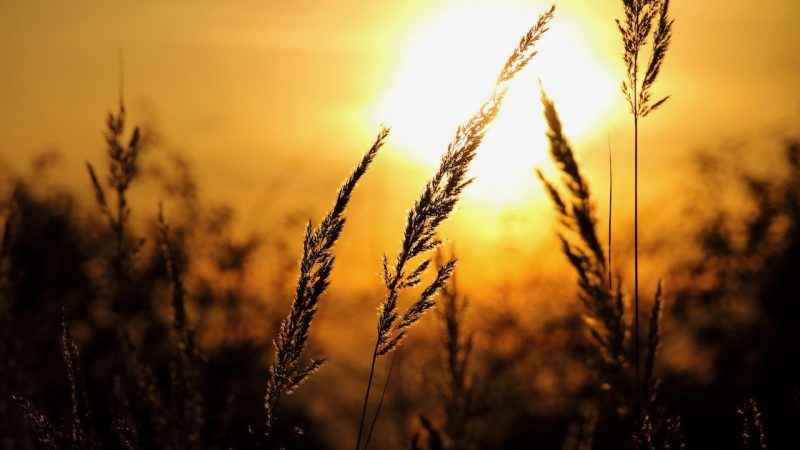 Heatwave ranking: Wheat shafts in front of bright sun, in golden sky.
