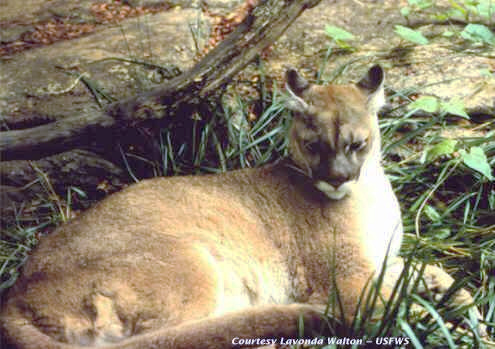Endangered Species Act: A resting mountain lion with eyes closed but dark ears alert.
