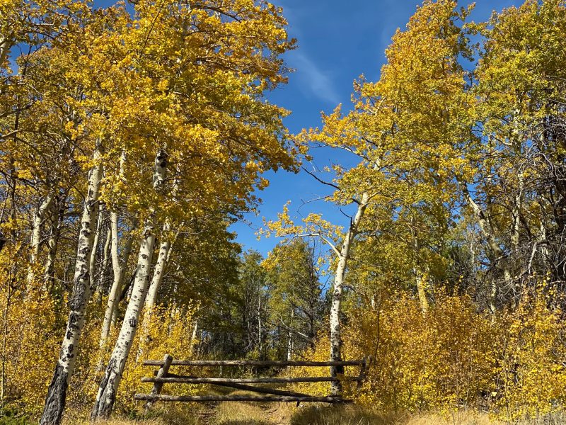 Fence surrounded by trees with white bark and golden autumn leaves.