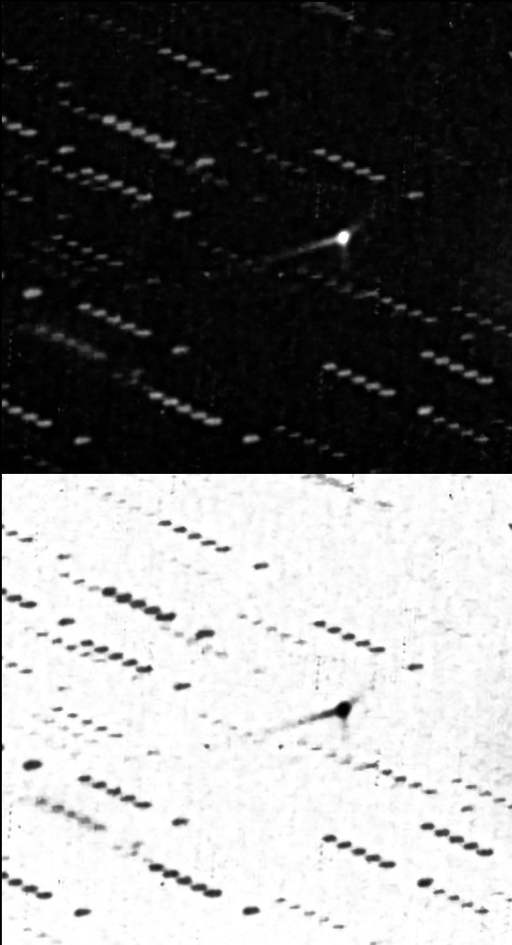 Two images, one a negative image, showing one dot near center with 3 taillike appendages.