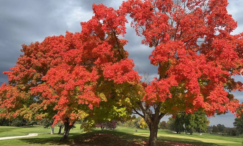 4 seasons: Trees with brilliant red leaves and a gap showing gray rain clouds behind.