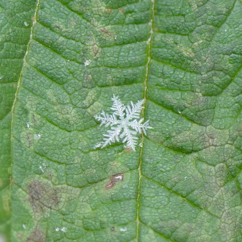 Snowflakes: Perfectly shaped snowflake on a green leaf.