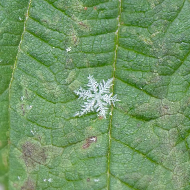 Snowflakes: Perfectly shaped snowflake on a green leaf. It has 6 fern-like arms.