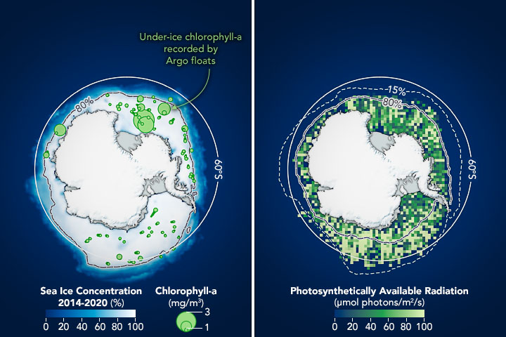 Phytoplankton indicated by green dots show blooms under Antarctic sea ice map.