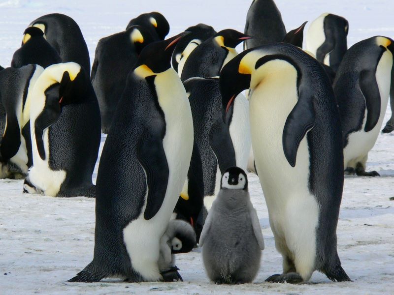 Group of emperor penguins including parents and two young standing on ice.