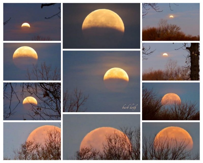 Montage of partial lunar eclipse with trees and branches on the sides of the images.