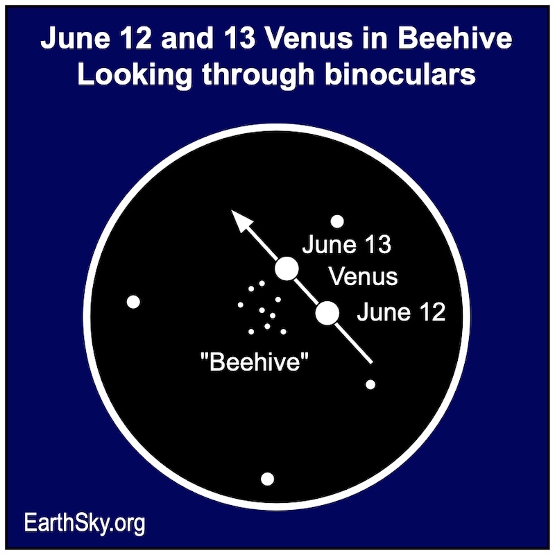 A circle with two white dots inside it indicating the dates next to the cluster.  The arrow shows the movement of the flower.