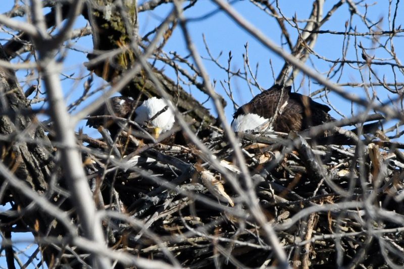 2 bald eagles in a nest behind foreground branches.