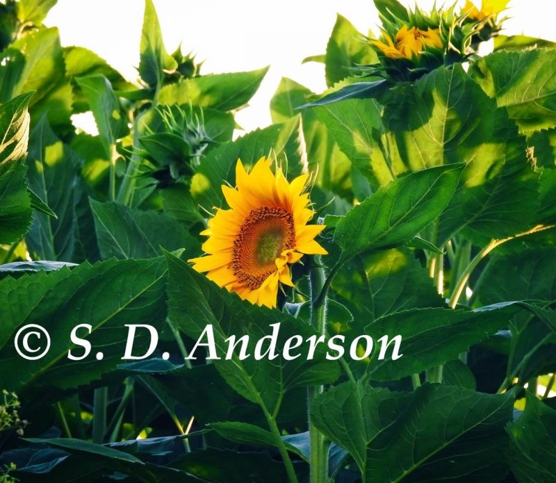 Yellow sunflower nestled within green leaves and white name with copyright.