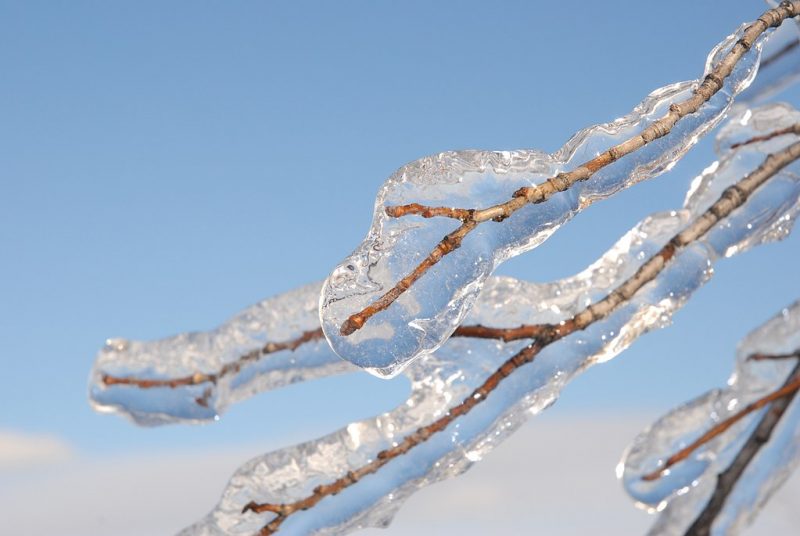 Closeup of branches heavily coated by freezing rain.