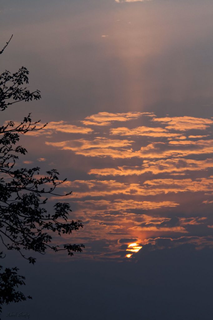 Sun behind clouds with a sun pillar shooting up and a tree in the foreground.