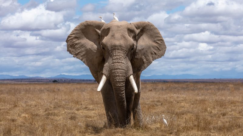Mammals headed for extinction: Elephant walking toward camera, on grasslands with mountains on horizon.