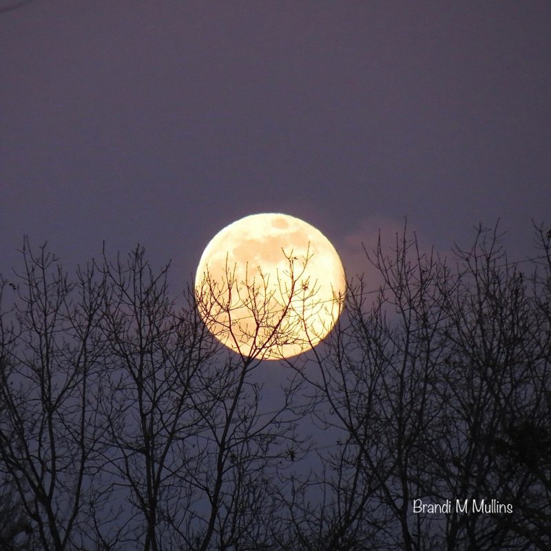 Bright full moon, rising above treetops.