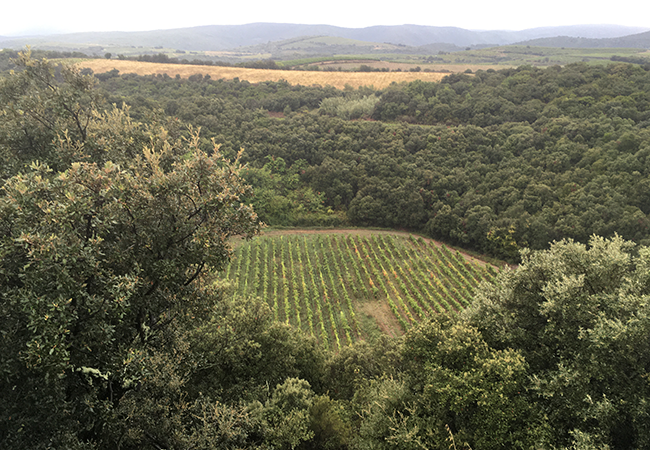 Cratère de météorite récemment confirmé sur le site d’un domaine viticole français