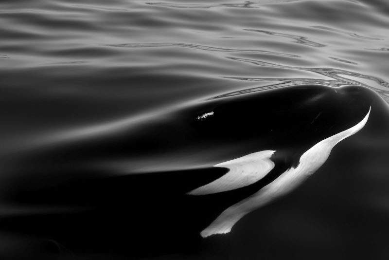 Black and white killer whale coming up from dark water.