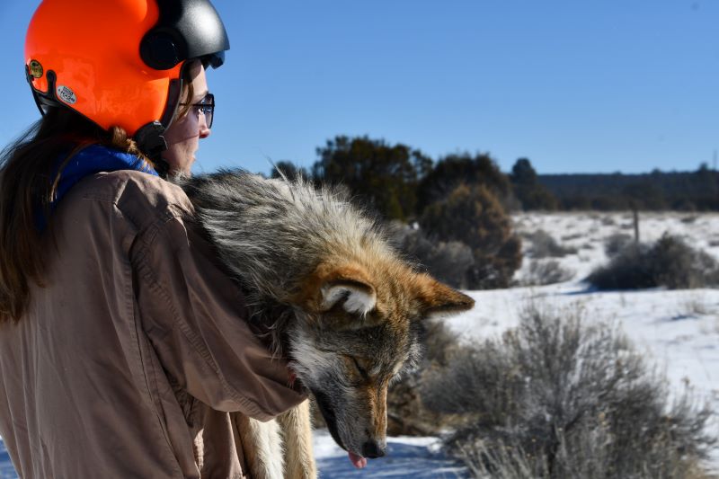 A woman in an orange helmet holds a sleeping Mexican wolf whose tongue is sticking out.