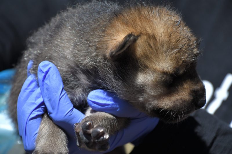 A blue-gloved hand holds a small fuzzy wolf pup with eyes closed.