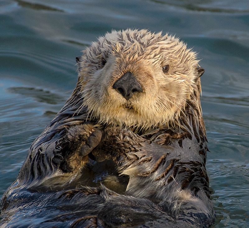 Sea otter with light-colored head lies on its back in the water with front paws together.