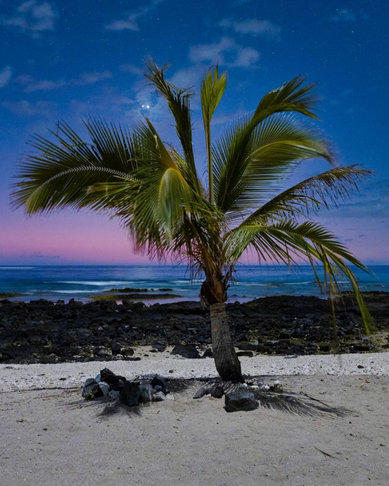 Palm tree by rocky shore and ocean with two bright lights in the sky.