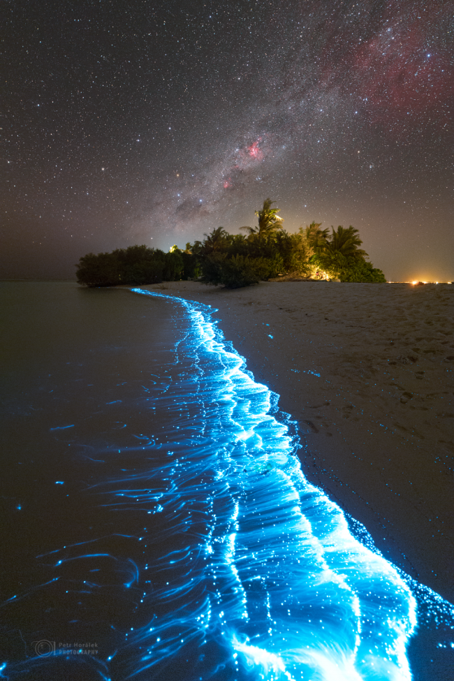 Bioluminescence: Blue glowing waves lapping up on a beach in the dark with stars overhead.