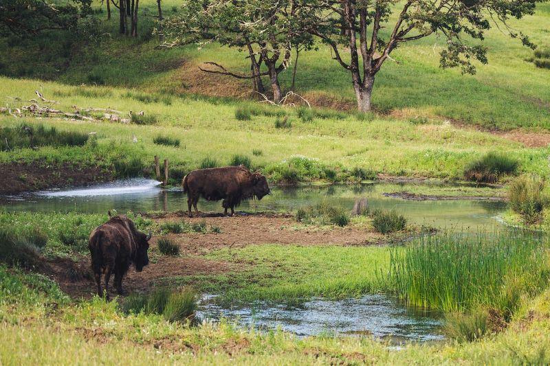 Two bison near water and green grass and trees.