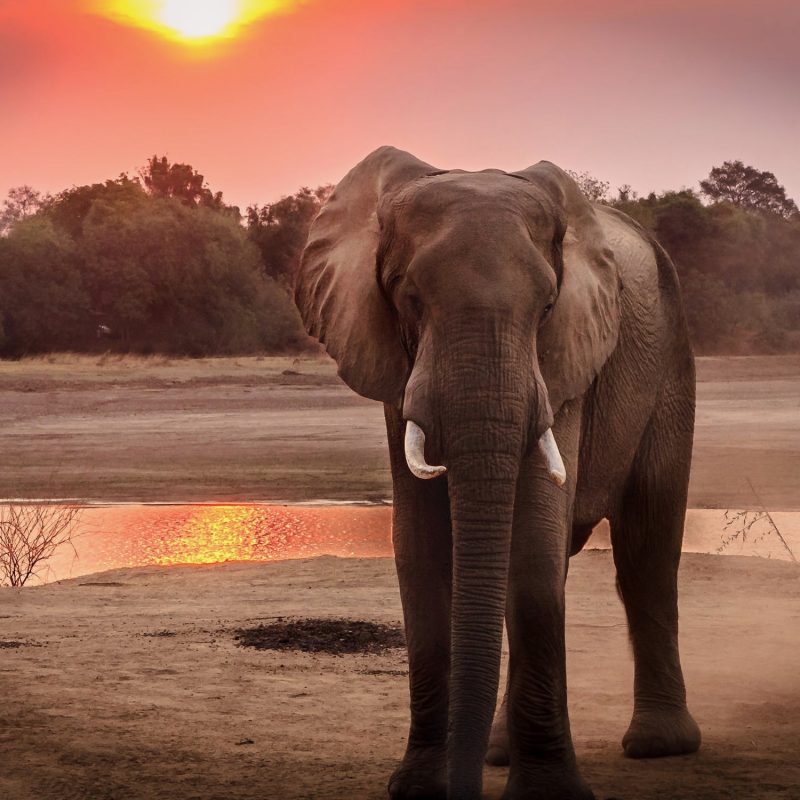 Elephant looking at camera, in what looks like late afternoon.
