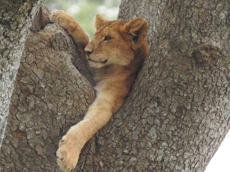 Baby lion cub resting among tree branches.