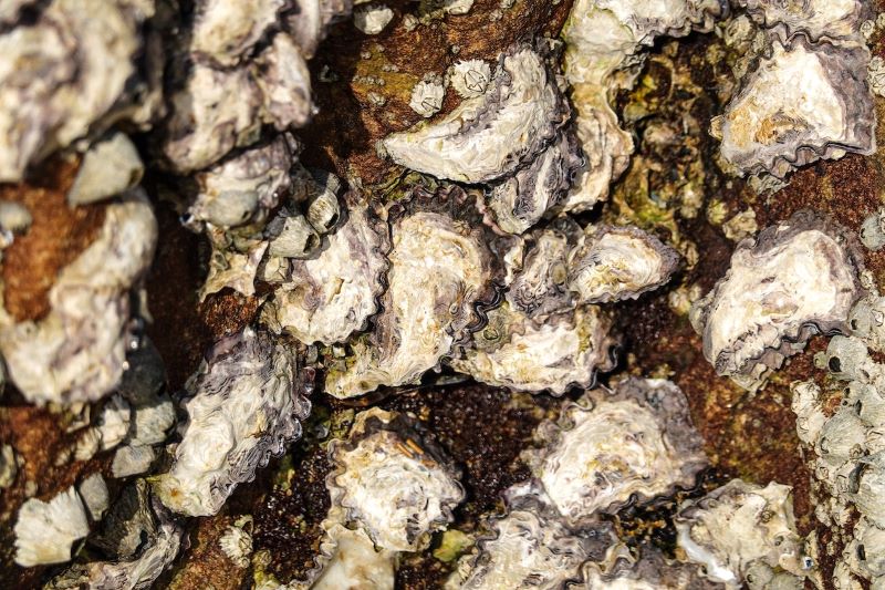 A cluster of oysters stuck to a rock.