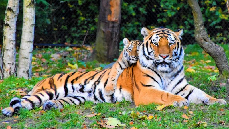 A tiger lying down with a younger cub reaching over its back.