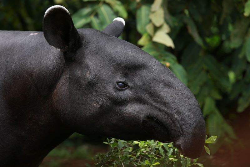 A tapir with white-tipped ears and a curving snout.