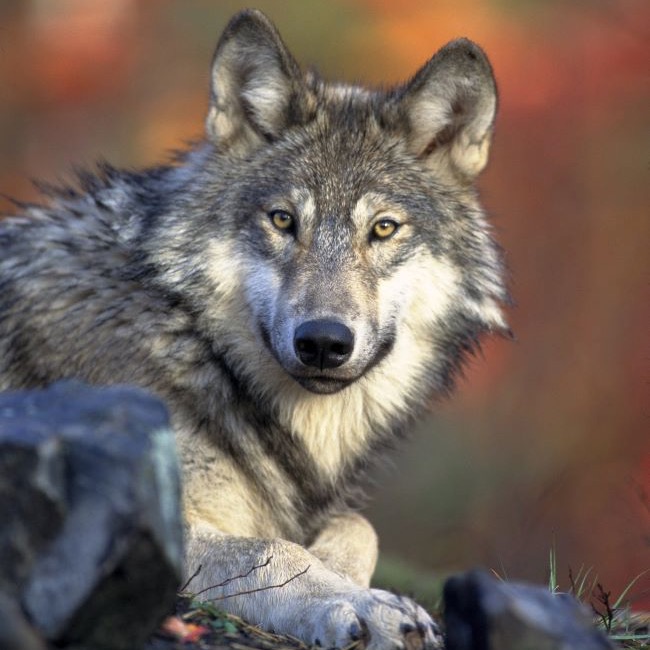 Protecting wildlife: A wolf rests and looks at the camera.