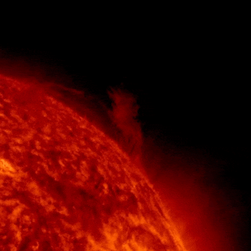 Dark red prominences dancing on a closely-cropped sun's surface.