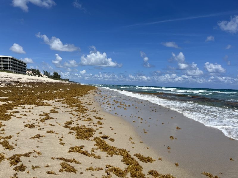 Piles of brown seaweed on the sandy beach with more dark seaweed coming in on the waves.