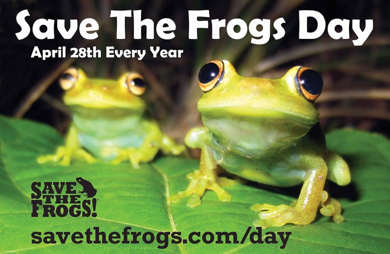 Save the Frogs Day is today, Sunday, April 28