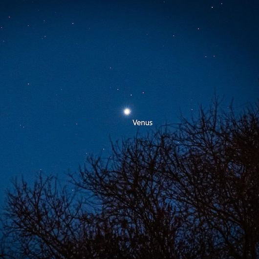 Bright Venus shining in dark blue sky with trees in foreground.
