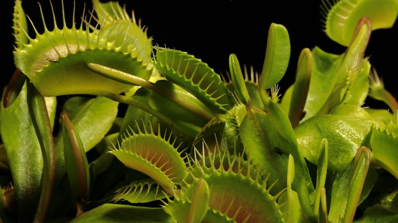 Closeup of a green roundish double leaves with spikes on the edges, a Venus Flytrap.