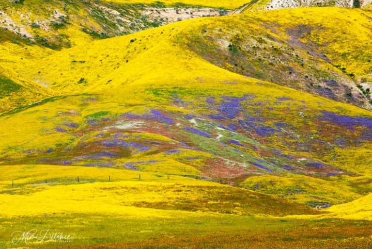 Superbloom Northern California 2025