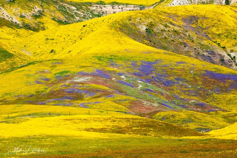 California superbloom: Yellow and purple hills from a carpet of flowers.