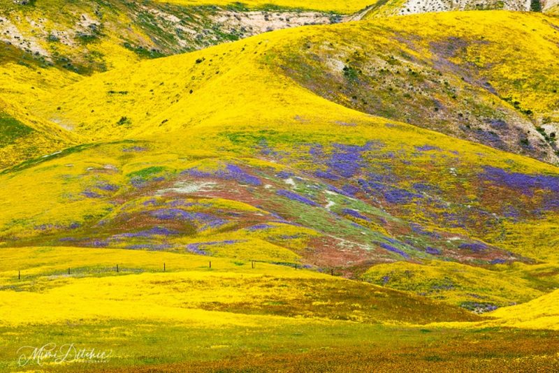 California superbloom carpets landscape in color