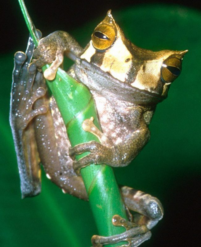 Brown frog with slitted eyes embracing a green stem.