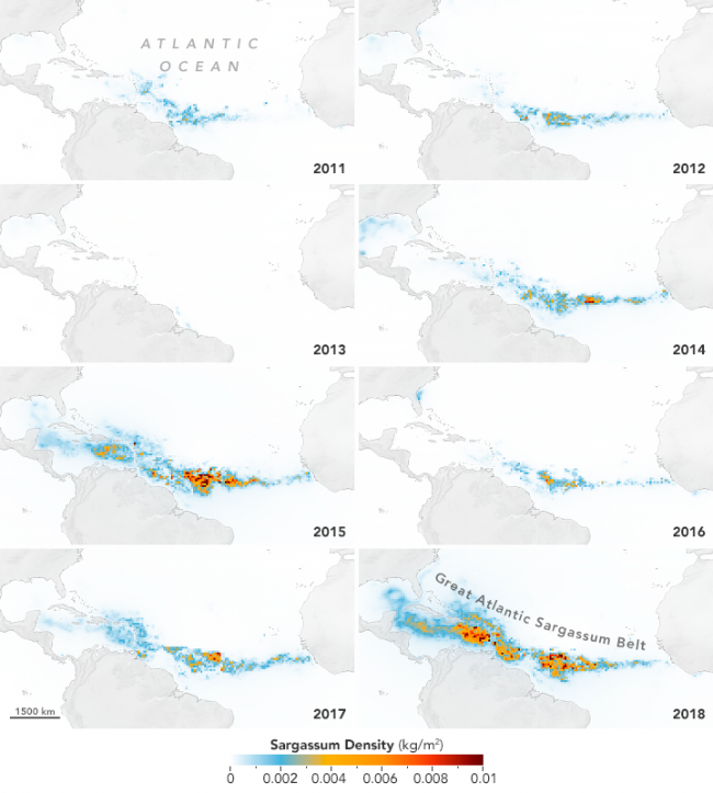 Chart showing a map of central Atlantic for years from 2011 to 2018 with increasing red dots for seaweed.