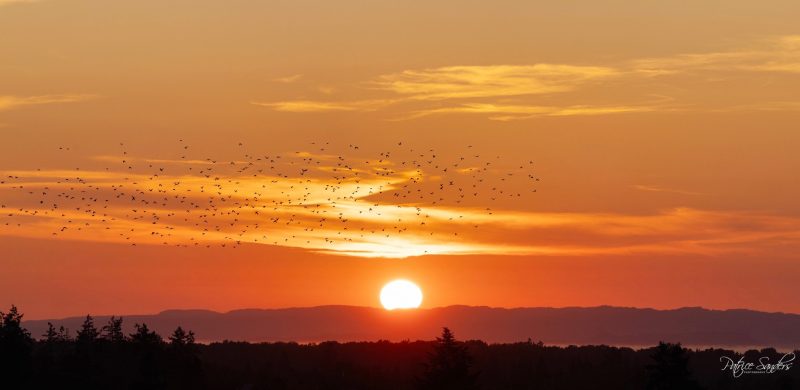 Flock of birds at sunset.