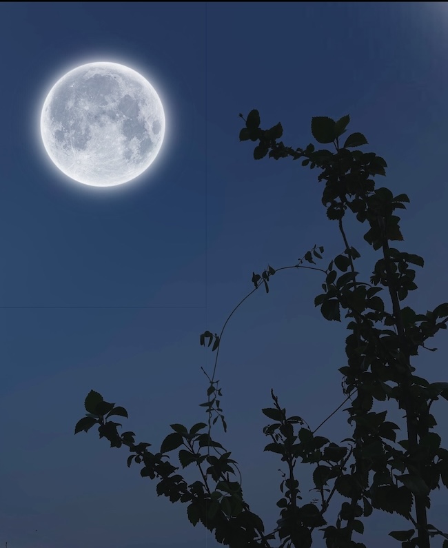 Full moon shining brightly in a dark blue sky with some tree branches in the foreground.
