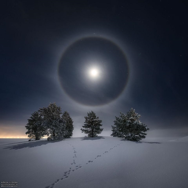 large ring of light around the moon on a dark sky, with three trees in the snow in the foregroundfir